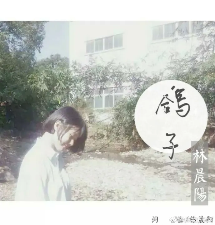 鸽子 - 白熊音乐